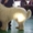 Южнорусской овчарки щенки - Изображение #1, Объявление #4552
