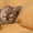 срочно продаю шотландского котенка - Изображение #2, Объявление #69238