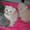 Продаю шотланских котят - Изображение #1, Объявление #92552