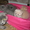 Продаю шотланских котят - Изображение #2, Объявление #92552