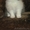 персидские котята + экзот - Изображение #1, Объявление #136849