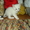 Продам белоснежных котят - Изображение #2, Объявление #157780