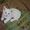 Продам белоснежных котят - Изображение #1, Объявление #157780