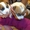 Продаются замечательные щенки Джек Рассел терьера! - Изображение #3, Объявление #171988