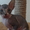 продаю котят канадского сфинкса!!!!! - Изображение #3, Объявление #276863