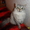 Шикарная сибирская кошечка шиншиллового окраса ждет заботливого хозяина! - Изображение #1, Объявление #249801
