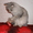 Шикарная сибирская кошечка шиншиллового окраса ждет заботливого хозяина! - Изображение #3, Объявление #249801