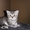 Котенок породы Шотландская КШ - Изображение #1, Объявление #333623