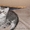 Котенок породы Шотландская КШ - Изображение #3, Объявление #333623