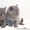 британские котята лилового окраса #345956