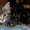 Британские КШ котята,4 разных окраса, 2 мес., с документами. - Изображение #2, Объявление #373409
