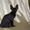 продаются chjxyj котята корниш-рекс - Изображение #3, Объявление #302796