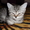 Шотландский котенок - Изображение #1, Объявление #389105