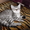 Шотландский котенок - Изображение #2, Объявление #389105