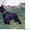 Два щенка ризеншнауцера черного окраса #419108