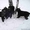 Два щенка ризеншнауцера черного окраса - Изображение #3, Объявление #419108