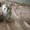 шотланские котята - Изображение #1, Объявление #431856