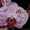 Орхидея в подарок ! - Изображение #8, Объявление #473351