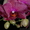 Орхидея в подарок ! - Изображение #5, Объявление #473351