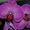 Орхидея в подарок ! - Изображение #1, Объявление #473351