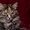 в добрые руки кошку - Изображение #4, Объявление #578638