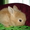 очаровательные карликовые крольчата - Изображение #2, Объявление #610748