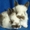 очаровательные карликовые крольчата - Изображение #1, Объявление #610748