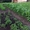 дача садоводство Дубрава - Изображение #1, Объявление #642026