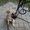 Замечательный щенок ищет хозяина - Изображение #3, Объявление #684986