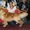 Шикарные щенки золотистого ретривера, питомник Solar Wind - Изображение #4, Объявление #701470