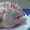 Продаем  Мясо кур, Мясо ЦБ, Окорочка, яйцо оптом - Изображение #2, Объявление #695368