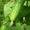 огурцы патиссоны пекинская капуста и другие овощи!!! - Изображение #1, Объявление #708410