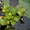 Растение водоема-Эйхорния- водяной гиацинт - Изображение #2, Объявление #709335