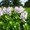 Растение водоема-Эйхорния- водяной гиацинт #709335