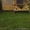 Сдам домики на берегу Катуни - Изображение #1, Объявление #910393