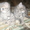 продаю двух котят британской породы - Изображение #2, Объявление #1188310