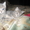 продаю двух котят британской породы - Изображение #3, Объявление #1188310
