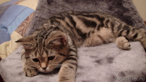 срочно продаю шотландского котенка - Изображение #1, Объявление #69238
