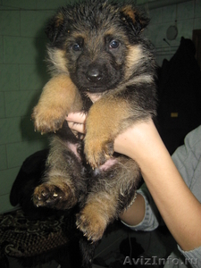 продаем щенков немецкой овчарки,    рождены 7 декабря 2010 - Изображение #1, Объявление #139210