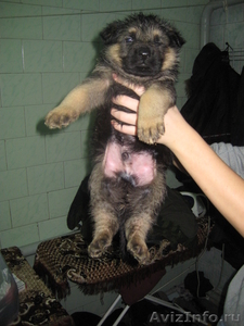 продаем щенков немецкой овчарки,    рождены 7 декабря 2010 - Изображение #2, Объявление #139210