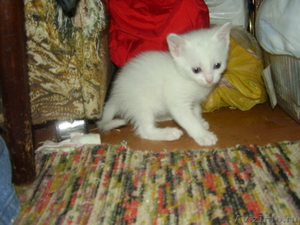 Продам белоснежных котят - Изображение #2, Объявление #157780