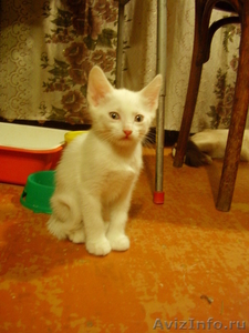 Продам белоснежных котят - Изображение #3, Объявление #157780