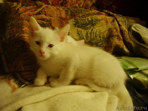 Продам белоснежных котят - Изображение #4, Объявление #157780