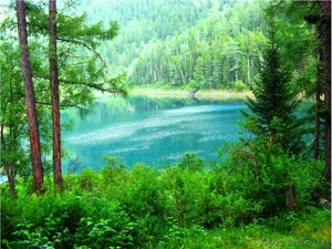 3 участка в р-он Усть-Кокса (живописное озеро, река), - Изображение #5, Объявление #298331