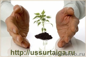 Лечебные травы Уссурийской Тайги - Изображение #1, Объявление #330742