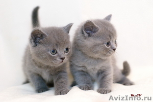 британские котята лилового окраса - Изображение #1, Объявление #345956
