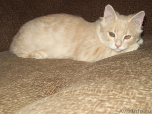Очаровательный котенок Симба в добрые руки - Изображение #1, Объявление #372529