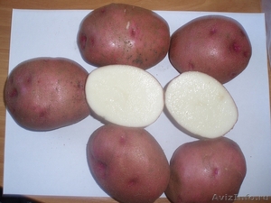 Картофель от 4,00 руб/кг - Изображение #2, Объявление #411650