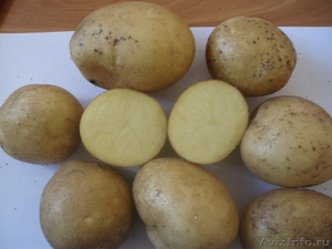 Картофель от 4,00 руб/кг - Изображение #1, Объявление #411650