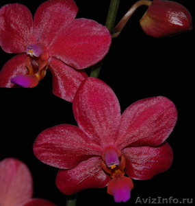 Орхидея в подарок ! - Изображение #7, Объявление #473351